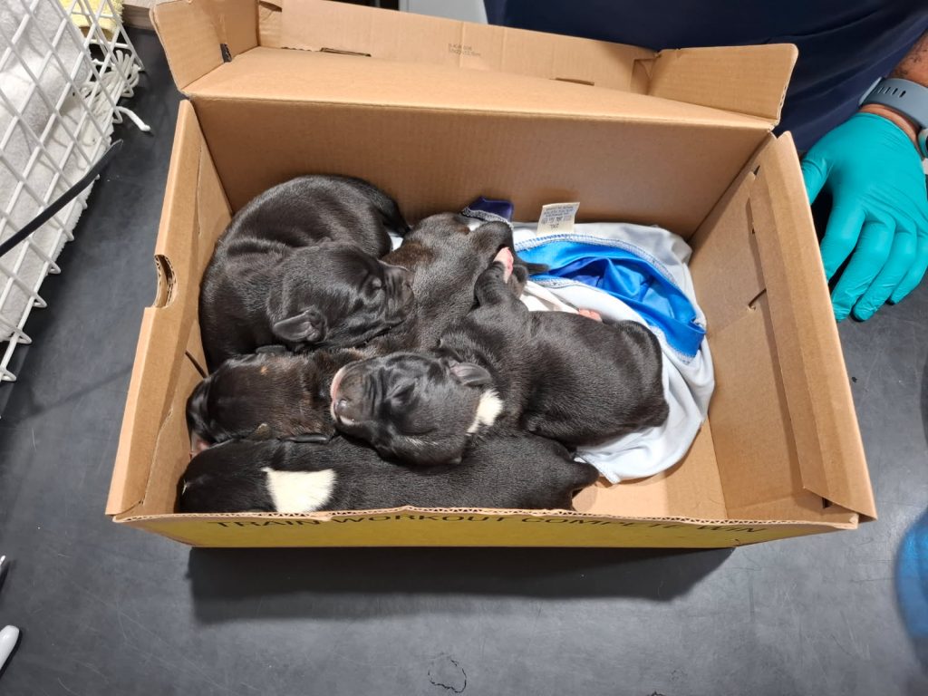 RSPCA appeal for information after four pups found in a shoebox - Dogs ...