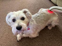 Medical alert dog Doris back on duty after 30mph crash left her with whiplash