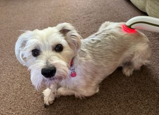Medical alert dog Doris back on duty after 30mph crash left her with whiplash
