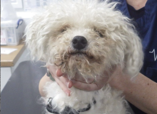 Woman banned from keeping animals after starving dog found with maggots in his eyes