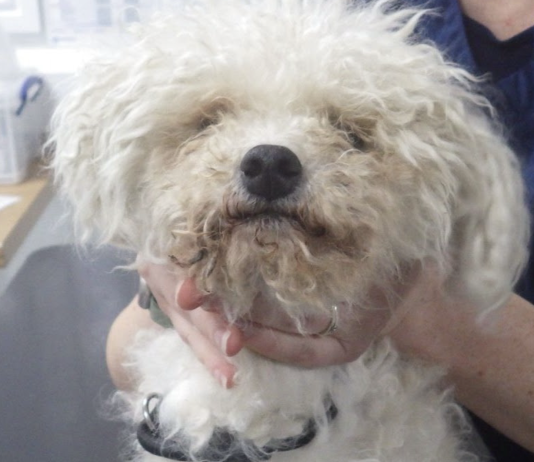Woman banned from keeping animals after starving dog found with maggots in his eyes